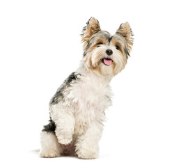 Biewer Yorkshire Terrier, 3 years old, sitting in front of white