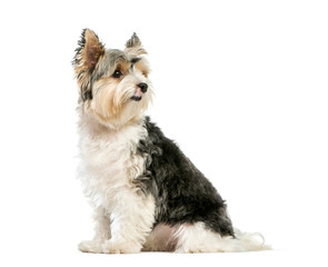 Biewer Yorkshire Terrier, 3 years old, sitting in front of white