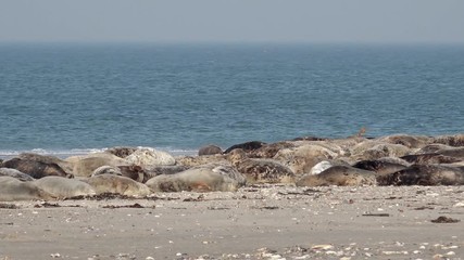 grey seals lying on coast in germany