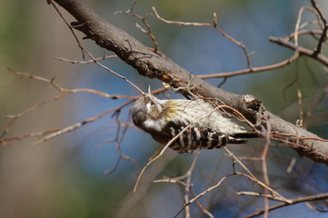 コゲラ　オス