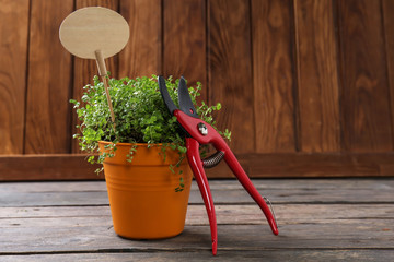 Plant and pruner for gardening on wooden background