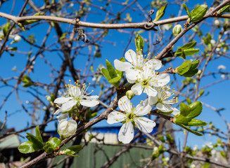 Cherry blossom on a blue background