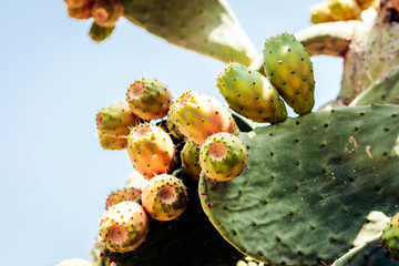 Prickly pear cactus with fruits also known as Opuntia, ficus-indica, Indian fig opuntia on the...