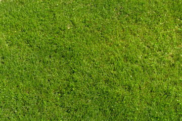 Fototapeta premium Beautiful background, green juicy grass, for golf and football, texture for design.