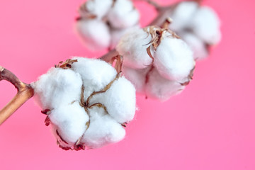 Stem with white cotton flowers is on pink background