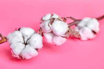 Stem with white cotton flowers is on pink background