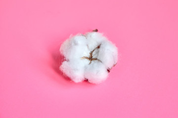White cotton flower on pink background