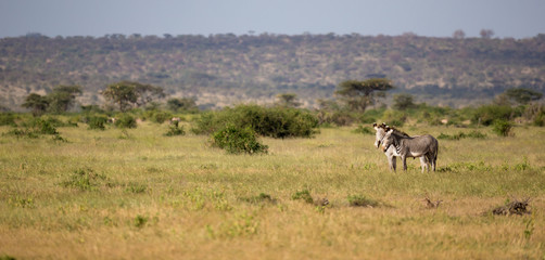 Naklejka na ściany i meble Native antelopes in the grasland of the Kenyan savannah