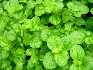 Background pattern on fresh green leaves.