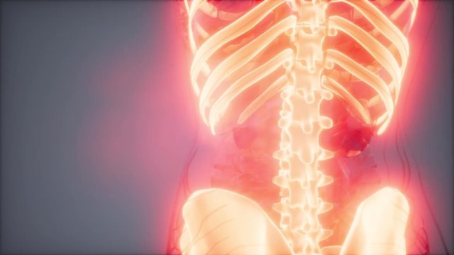 medical science footage of human skeleton bones