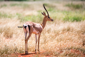 An antelope in the grassland of the savannah in Kenya