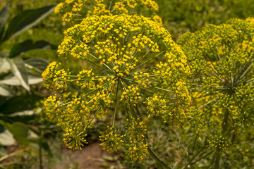 Beautiful inflorescences of dill, green background, summer day