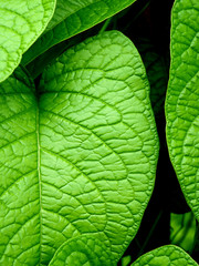 Background pattern on fresh green leaves.