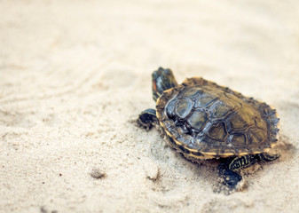 Common Slider, also known as Cumberland Slider Turtle, Red-eared Slider Turtle, Slider (Trachemys...