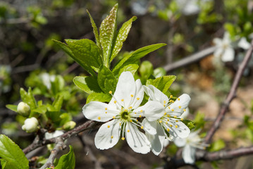 Cherry blossom on a blue background