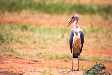 A marabou bird in the savanna with red soil