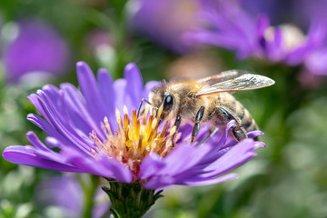 Western honeybee - Apis mellifera - collecting pollen on an aster