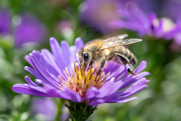 Western honeybee - Apis mellifera - collecting pollen on an aster