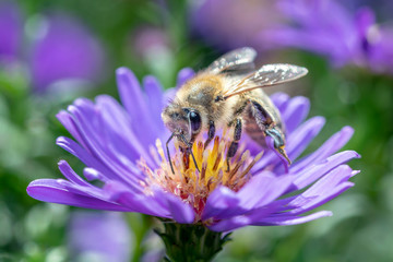 Western honeybee - Apis mellifera - collecting pollen on an aster