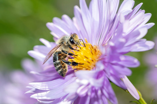 Western honeybee - Apis mellifera - collecting pollen on an aster - Powered by Adobe