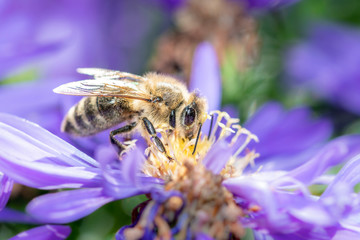 Western honeybee - Apis mellifera - collecting pollen on an aster