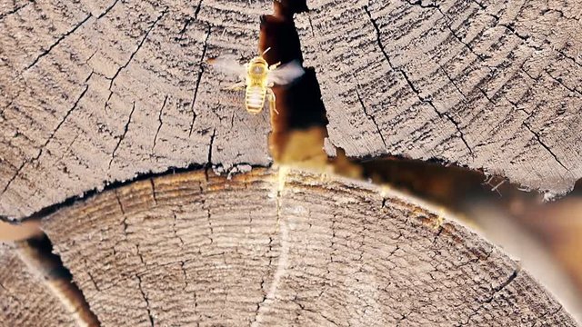 Macro, Slow motion: bees arrive, in turn, the building material, build nest, between the logs, in the summer house.