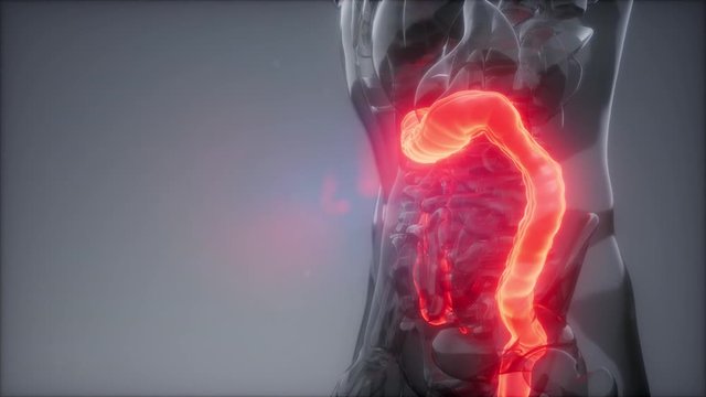 science anatomy scan of human colon glowing