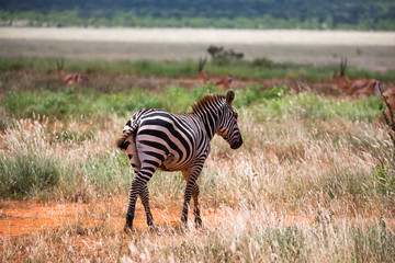 Obraz premium Zebras in the grass landscape of the savannah of Kenya