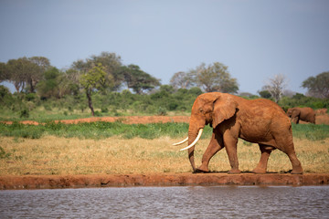Fototapeta na wymiar A big red elephant is walking on the bank of a water hole