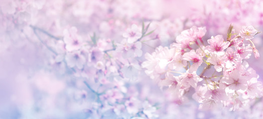 Beautiful spring nature scene with pink blooming cherry tree