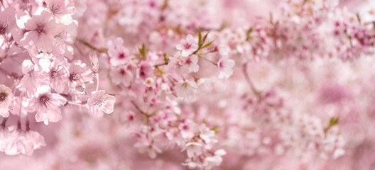 Pink blooming cherry flowers background