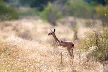 Fototapeta premium An antelope in the grassland of the savannah in Kenya