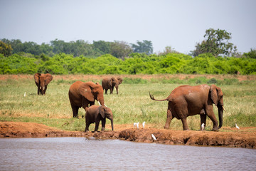 Red elephants on the waterhole in the savannah of Kenya