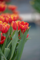 Red tulip flower in the park.