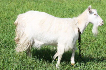 Naklejka na ściany i meble Goat on a field