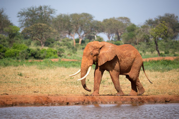 A big red elephant is walking on the bank of a water hole