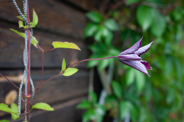 flower of clematis climbing on background of wooden wall
