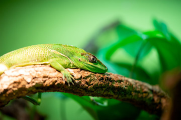 Knight anole (Anolis equestris), also known as the Cuban knight anole.
