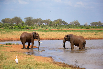 Red elephants on the waterhole in the savannah of Kenya