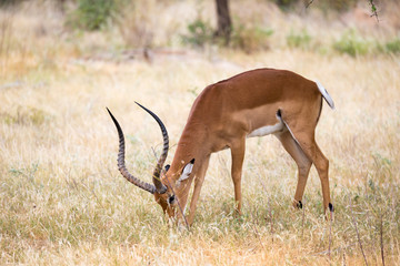 Native antelopes in the grasland of the Kenyan savannah