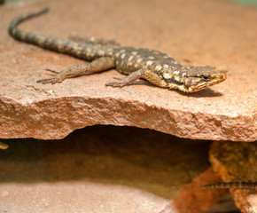 A large girdled lizard with a flattened body, well-developed limbs, and a tail that is slightly longer than the body.