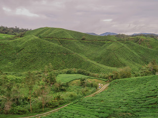 Green tea plantation Cameron highlands, Malaysia