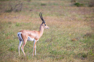 Native antelopes in the grasland of the Kenyan savannah