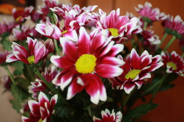 Fototapeta premium holiday flowers