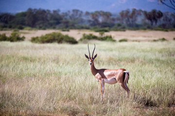 Naklejka premium Native antelopes in the grasland of the Kenyan savannah