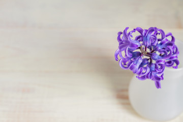 Beautiful purple blooming hyacinth in white glass vase on Wooden table. Spring bouquet for interior decoration, Creative background with copy space