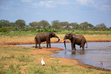 Red elephants on the waterhole in the savannah of Kenya