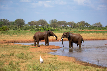 Naklejka premium Red elephants on the waterhole in the savannah of Kenya