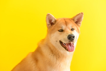 Cute Akita Inu dog on color background