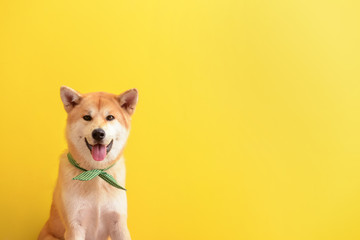 Cute Akita Inu dog on color background